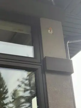 Woodpecker hole repairs — before