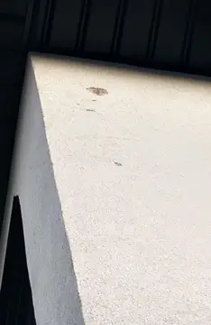 Partial bird proofing — before