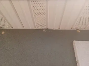 Woodpecker Damage