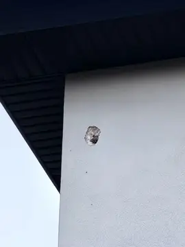 Woodpecker Damage