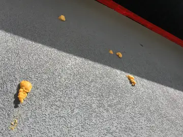 Woodpecker Damage